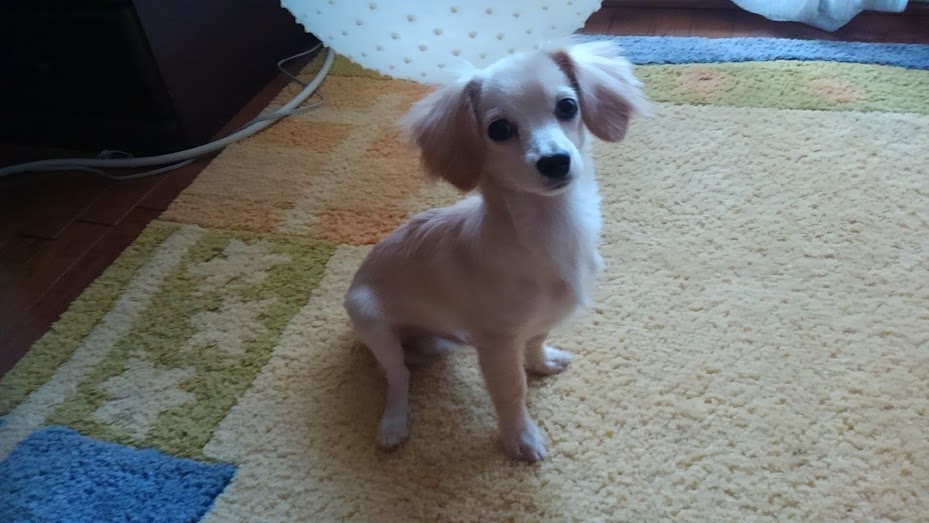 6か月のころ