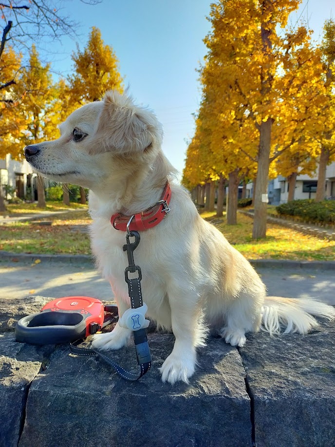 紅葉がきれいだワン